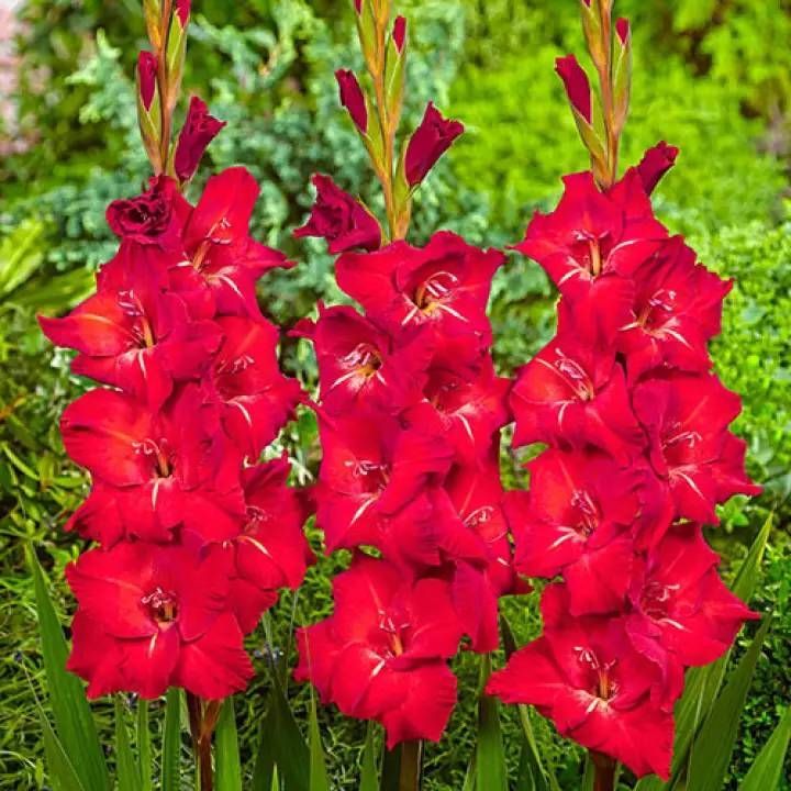 10-หัว-แกลดิโอลัส-gladiolus-หรือดอกซ่อนกลิ่นฝรั่ง-สีแดง-เป็นดอกไม้แห่งคำมั่นสัญญา-ความรักความผูกพัน-สินค้าตามรูป