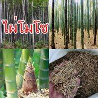 ? ไผ่ลำเดี่ยว ไผ่จีนลำเดี่ยว ไผ่โมโซ Moso bamboo เมล็ดพันธ์นำเข้า ของแท้ 100% อัตรางอกดี มีวิธีการเพาะแนบไปให้ด้วยครับ