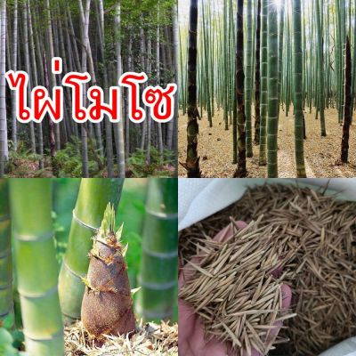 🎄 ไผ่ลำเดี่ยว ไผ่จีนลำเดี่ยว ไผ่โมโซ Moso bamboo เมล็ดพันธ์นำเข้า ของแท้ 100% อัตรางอกดี มีวิธีการเพาะแนบไปให้ด้วยครับ