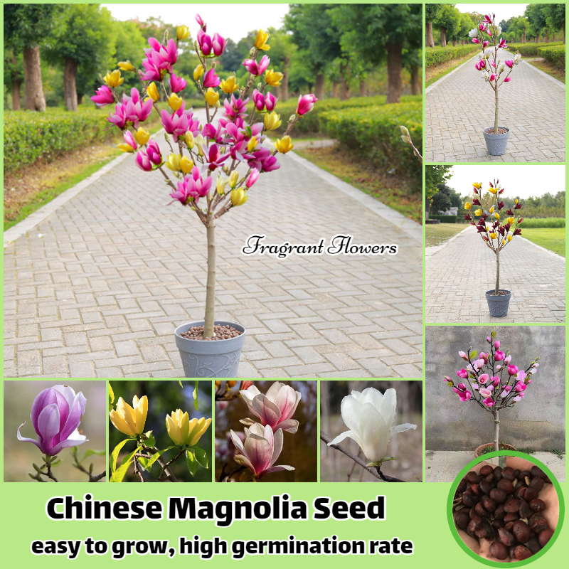 100 Seeds Chinese Magnolia Vine Perennial Edible Fruit Home Gardening Indoors 