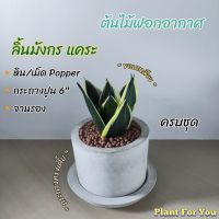 bonanzashop ลิ้นมังกร "แคระ" (Snake Plant) ช่อใหญ่ขอบเหลือง ครบชุดพร้อมโชว์ กระถางปูน6"+จานรอง+เม็ดดินเผา (ต้นไม้ฟอกอากาศ) Gift For You เพื่อคนสำหรับเช่นคุณโดยเฉพาะ