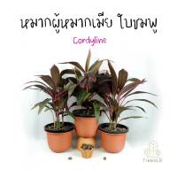 Treeno.9 T360 หมากผู้หมากเมีย (Cordyline) ใบชมพู  กระถาง 10 นิ้ว ไม้มงคลใบสวยงาม ปลูกประดับบ้านเสริมสิริมงคล สูง 80-85 cm