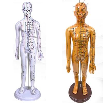【YF】 40CM/52CM Chinese Medicine Man/Woman Meridians Model Human Body Acupuncture Teaching Medical Education Appliances 2Color
