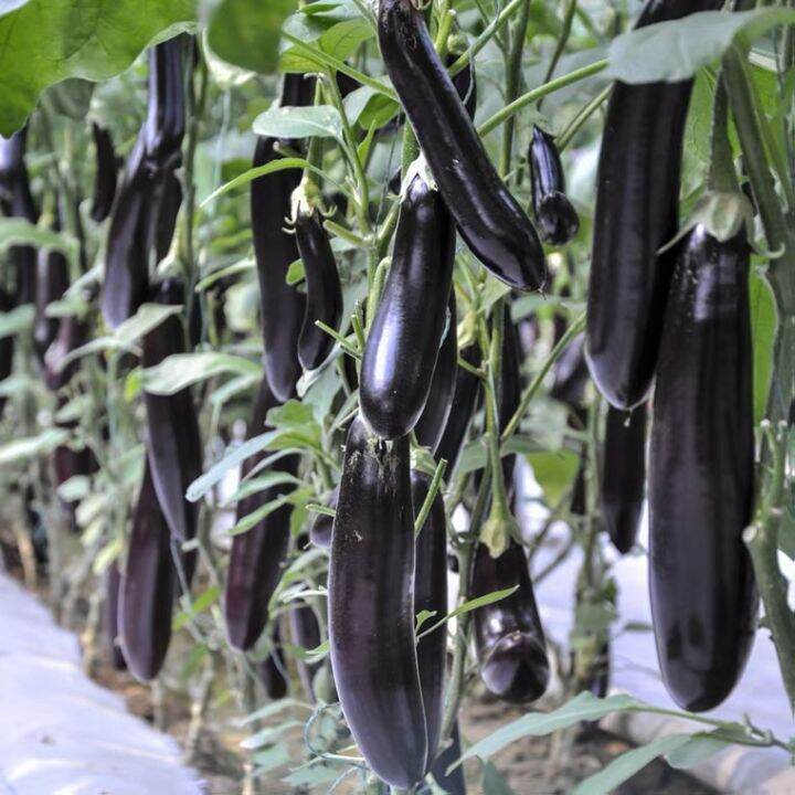 FAMILIFE (100 seeds) Long Talong Eggplant Vegetable Seeds/Purple Big