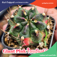 Gymno Giant Pink ใจแอ๊นพิงค์ ตัวแรร์