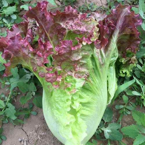 Purple Leaf Water Crystal Lettuce Vegetable Seeds ( 50 seeds ) Lazada PH