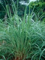 ขายส่ง 500 กรัม เมล็ดหญ้ากัมบ้า Andropogon gayanus พืชตระกูลหญ้า เมล็ดพันธ์หญ้า หญ้าอาหารสัตว์ หญ้าพันธุ์ หญ้ารูซี่ หญ้ากินนี หญ้าอะตราตั้ม