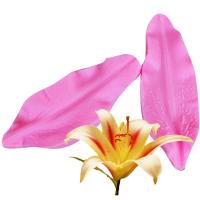 ซิลิโคนกลีบดอกลิลลี่แบบทำมือและแม่พิมพ์เค้กชุดตัดฟอนดอนสำหรับ T1014เครื่องมือตัดดอกไม้แม่พิมพ์แบบกลีบ