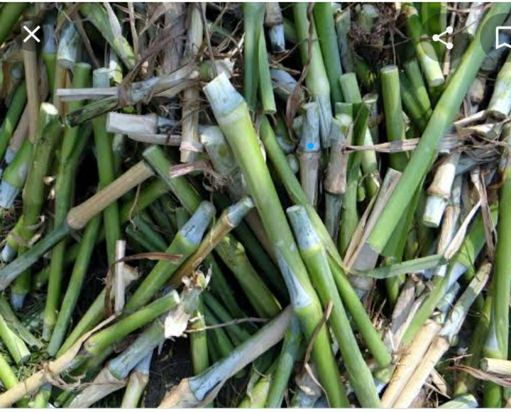 CUTTINGS /SUPER NAPIER GRASS /PACHONG HAY GRASS / 22PCS / FORAGES FOR