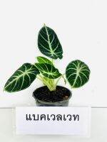 อโลคาเซีย  แบล็ค เวลเวท ( Alocasia black velvet )