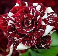 30 เมล็ด เมล็ดพันธุ์ กุหลาบ สตาร์แอนด์สไตร้พส์ Tiger Striped Rose Seeds สี ขาว-แดง ดอกใหญ่ นำเข้าจากต่างประเทศ พร้อมคู่มือ เมล็ดสด ใหม่