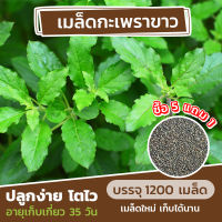 เมล็ดพันธุ์ กะเพราขาว? สมุนไพรประจำบ้าน แบ่งขาย 1200 เมล็ด (ซื้อ 5 แถม 1)