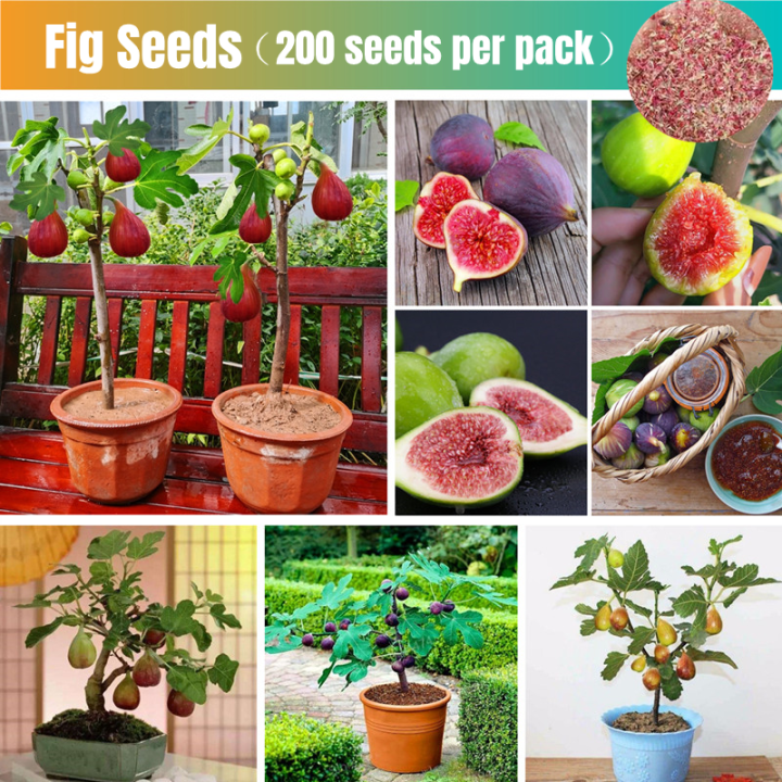 Sweet Fig Fruit Seeds for Sale (100pcs Seeds for Planting) Tropical