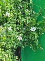 ต้นจัสมินใบด่าง กระถาง8นิ้ว Pandorea jasminoides (Lindl.) K.Schum. วงศ์: Bignoniaceae ประเภท: ไม้เลื้อย เนื้อแข็งขนาดเล็ก อายุหลายปี ลำต้น: ลำต้นเลื้อย