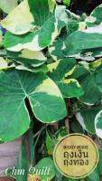 ต้นถุงเงินถุงทอง“XANTHOSOMA”  # Mickey Mouse Plant