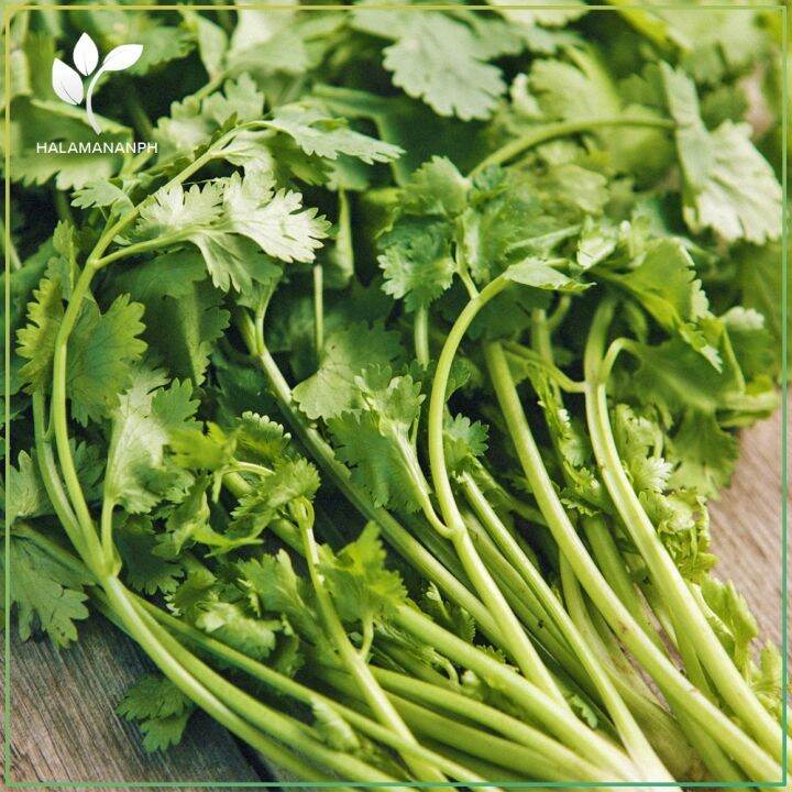 CORIANDER CILANTRO WANSOY VEGETABLE SEEDS SULIT SEED PACK (not