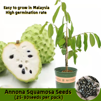 25 เมล็ด เมล็ดพันธุ์ ต้นน้อยหน่า Edible Dwarf Annona Squamosa Seeds Fruit Seeds น้อยหน่าเรดอิสราเอล เมล็ดบอนสี ต้นผลไม้ ต้นไม้ เมล็ดพันธุ์ ต้นผลไม้ บอนไซ บอนไซแคระ ต้นไม้แคระ น้อยหน่า ต้นไม้ผลกินได้ ต้นไม้ฟอกอากาศ ต้นไม้ประดับ เมล็ดพันธุ์ ต้นไม้ประดับ