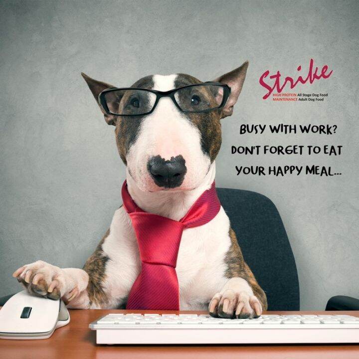 【dleHmvYg】【lDX8K3kl】The pet shop ADULT or PUPPY TOP BREED 20kgs, Strike