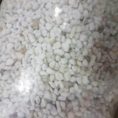 1 กก. เพอร์ไลท์ ( Perlite) ผสม เวอร์มิคูไลท์ (Vermiculite) (อัตรา 6:1) : ร้าน dddOrchids