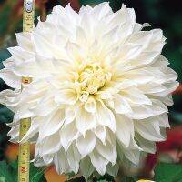 รักเร่ Dahlia Bulb สายพันธุ์ White Perfection 1 หัว/ออเดอร์  หัวรักเร่ ดอกไม้ หัวหน่อ เหง้า นำเข้า เนเธอร์แลน หัวสดใหม่