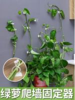 Support tool pot money plant green plant solid root unit clamp holder hanging strapping pot stick on the wall hook wall stickers