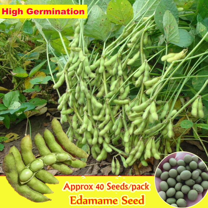 Premium Japanese Edamame Seeds ( 40 Seeds) Biji Benih Sayur Sayuran
