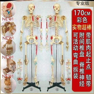 Human body skeleton model of medicine bonesetting teaching people die head femoral head show muscle bending periosteal type