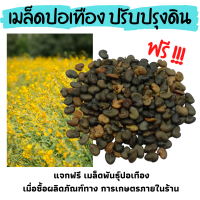 (ของแถมในระบบ กรุณาอย่ากดซื้อ)เมล็ดปอเทือง 5 กรัม ปรับปรุงดิน ฟรี!!! สำหรับผู้ที่ซื้อสินค้าทางการเกษตรของทางร้าน