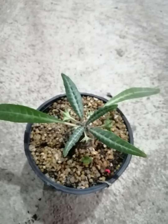 มะพร้าวทะเลทราย ใบเงิน Dorstenia lancifolia Cactus ส่งต้นพร้อมกระถาง