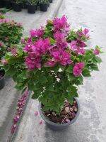 ต้นเฟื่องฟ้าสาวิตรี Bougainvillea hybrid สีชมพูบานเย็น