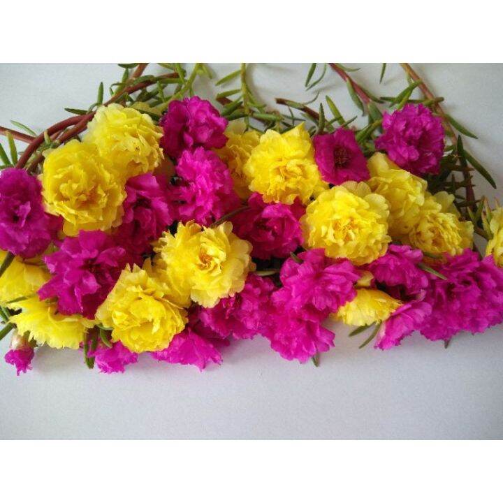 Ros jepun carnation, kombinasi warna purple dan kuning 30 keratan | Lazada