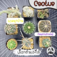 ต้นแคคตัส คละสายพันธ์ุ ไม่ใช่ไม้ทั่วไป ( ต้นกระบองเพชร Cactus)  Set G?ต้นแคคตัส❤️