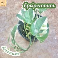 [พลู งาช้าง ด่าง] Epripemnum Aureum ไม้ใบ ไม้สวย ไม้ฟอก ไม้ฟอกอากาศ ไม้ประดับ ไม้หายาก ไม้ดอก ไม้ด่าง