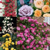 30 เมล็ด เมล็ดพันธุ์ Garden Seeds กุหลาบ สายพันธุ์ อังกฤษ เลื้อย คละสี ดอกใหญ่ Climbing Rose Seeds นำเข้าจากต่างประเทศ พร้อมคู่มือ เมล็ดใหม่