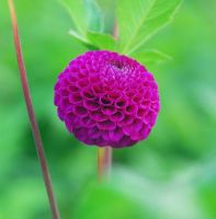 รักเร่ Dahlia Bulb สายพันธุ์ Rocco 1 หัว/ออเดอร์  หัวรักเร่ ดอกไม้ หัวหน่อ นำเข้า เหง้า เนเธอร์แลน หัวสดใหม่