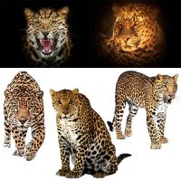 Three Ratels CO18 Fast Leopard Beast wall sticker for home Decorative Wall Stickers  Decals