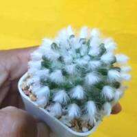 โปรโมชั่น ต้นกระบองเพชร แมมขนแกะ(พันธุ์แท้)Mammillaria bocasana Poselg.#แคสตัส #cactus #Powder Puff Cactus #Powder Puff Pincushion ราคาถูก  แคคตัส กระบองเพรช ตะบองเพรช ไม้จิ๋ว ไม้ตั้งโต๊ะทำงาน ไม้ประดับ ไม้มงคล ไม้ดอก