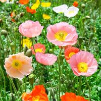 เมล็ดพันธุ์ ดอกป็อปปี้ คละสี (Poppy Flower Mix Seed) บรรจุ 1000 เมล็ด คุณภาพดี ราคาถูก ของแท้ 100%