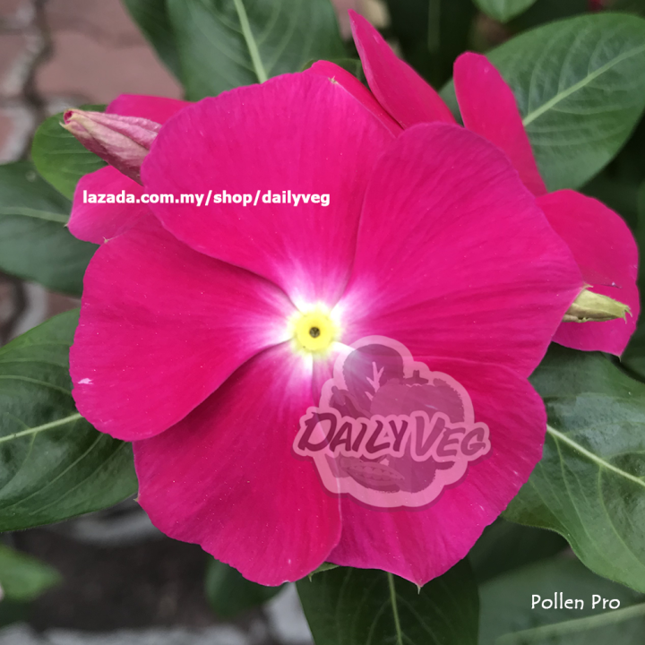 Flower Seed :【VP-4】Vinca Raspberry (10 seeds) 长春花 种子 : 山梅粉色 Biji Benih ...