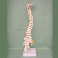 Anatomical 45cm Human Spine Model Human Lumbar Anatomy Supplies Spinal Models Demonstration for School Teaching Display