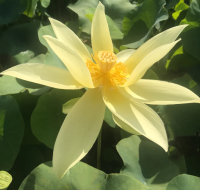 5 เมล็ดพันธุ์ บัว สายพันธุ์ APRICOT YELLOW LOTUS สีเหลือง เพาะปลูกและเก็บเมล็ดในไทย ขยายพันธุ์ในไทยได้ สายพันธุ์นิยมปลูกในอเมริกา