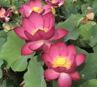 5 เมล็ด บัวนอก บัวนำเข้า บัวสายพันธุ์ MAGNIFICENT 15 LOTUS GUI LI 15 สีชมพู บานเย็น สวยงาม ปลูกในสภาพอากาศประเทศไทยได้ ขยายพันธุ์ง่าย