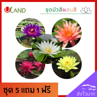 Uland ชุดหัวบัวสี ต้นบัวสี คละสี 5 ต้น แถม 1 ต้น ต้นแข็งแรง ดอกสวย ลุ้นสี ออกดอกดี สวยงาม