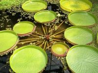 5 เมล็ดพันธุ์ Garden Seed บัววิกตอเรีย (Victoria) ใบบัวใหญ่ หรือ บัวกระด้ง (อังกฤษ: Victoria waterlily) Unseen Thailand บัวกระด้งยักษ์