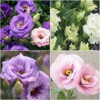 ปลูกง่าย ปลูกได้ทั่วไทย 20เมล็ด Eustoma Grandiflorum Flower Seeds บอนสีหายาก เมล็ดพันธุ์ เป็นไม้พุ่ม ดอกสีสันสวยงาม เมล็ดดอกไม้สวย เมล็ดดอกไม้ ต้นไม้มงคล บอนไซ ต้นไม้ฟอกอากาศ พันธุ์ดอกไม้ ต้นไม้ประดับ ต้นไม้จิ๋ว ต้นไม้จัดสวน Garden DIY Plants