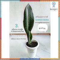 ครีบปลาวาฬ SAMSE - VIERIA ไม้ฟอกอากาศ flashsale ลดกระหน่ำ