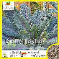 เมล็ดพันธุ์ เคลแดซลิ่งบลู 200 เมล็ด Dazzling Blue Kale Seed เมล็ดพันธุ์แท้ นำเข้าจากต่างประเทศ โตไว ปลูกง่าย พืชผัก