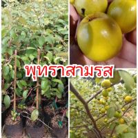 ขายดีอันดับ1 พุทราสามรส ต้นพันธุ์ทาบกิ่งสูง 40-50 ซม. ปลูกง่าย โตเร็ว 1 ปีติดผล พันธุ์แท้ 100% คุ้มสุดสุด ต้นไม้ ฟอก อากาศ กระถาง ต้นไม้ ไม้ ประดับ ต้นไม้ ปลูก ใน บ้าน