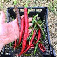 50 เมล็ด เมล็ดพริก สายพันธุ์ Long Red Cayenne Pepper (Capsicum annuum) พริกคาเยน ของแท้ 100% อัตราการงอกสูง 70-80% Strawberry seeds มีคู่มือปลูก