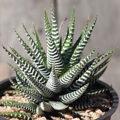 ยอดฮิต (shieg)Haworthia attenuata cv. wide zebra 7-8cm กุหลาบหินนำเข้า ไม้อวบน้ำ Succulents (ไลทอป Lithops แคคตัส cactus） ขายดี ต้นไม้ ฟอก อากาศ กระถาง ต้นไม้ ไม้ ประดับ ต้นไม้ ปลูก ใน บ้าน